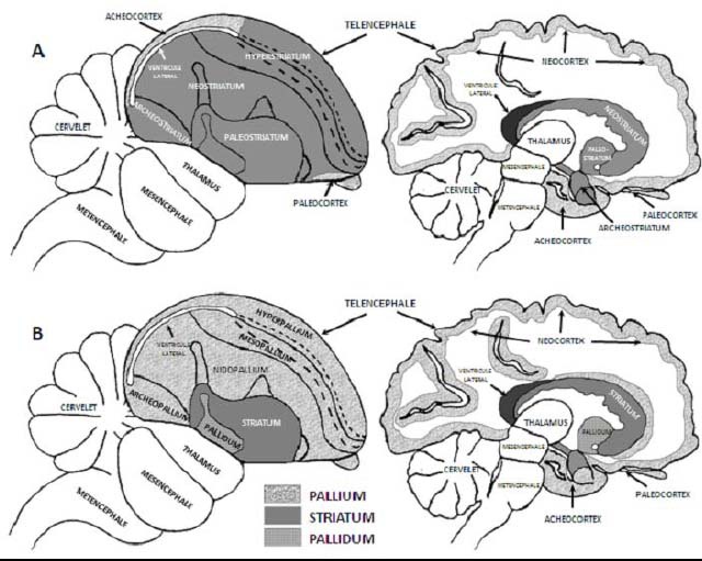Description de l'image par IA : Cerveau d'oiseau et de mammifère. A et B montrent les structures cérébrales avec pallium, striatum et pallidum.