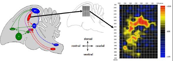 Description de l'image par IA : Cerveau d'oiseau avec cartes d'activité neuronale.