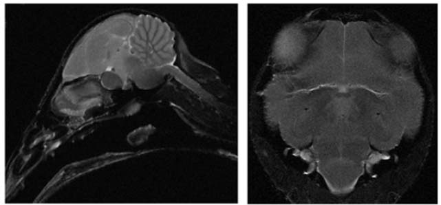 Description de l'image par IA : Cerveau d’étourneau en IRM, coupe sagittale à gauche, horizontale à droite.