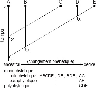 Description de l'image par IA : Diagram phylogénétique montrant l'évolution de cinq taxa (A, B, C, D, E) avec des temps et changements phénotypiques.