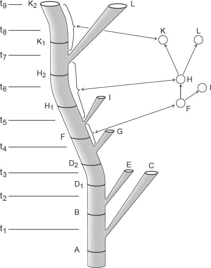 Description de l'image par IA : Arbre avec branches et nœuds étiquetés, illustrant la relation entre ramification et spéciation selon Hennig.