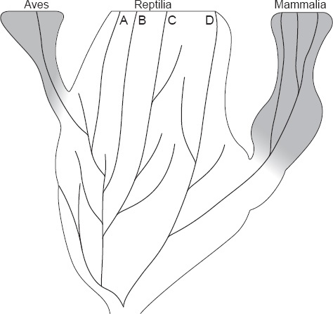 Description de l'image par IA : Diagram montrant l'indépendance de l'émergence des grades avien et mammalien par rapport au pattern reptilien.