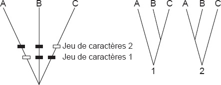 Description de l'image par IA : Deux diagrammes phylogénétiques montrant des relations entre les lignées A, B et C avec des jeux de caractères différents.