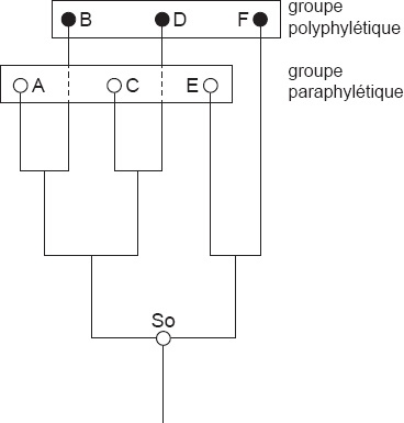 Description de l'image par IA : Diagramme montrant des groupes polyphylétiques et paraphylétiques. Cercles blancs pour caractères ancestraux, noirs pour caractères dérivés.