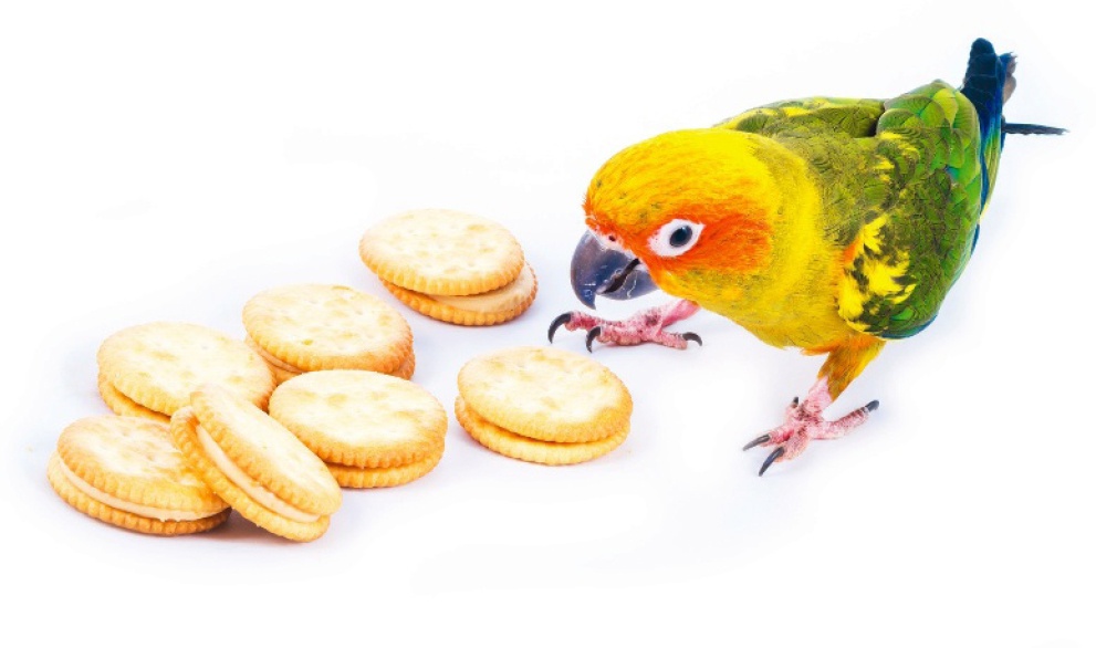 Description de l'image par IA : Perroquet jaune et vert avec un bec orange picore des biscuits ronds sur une surface blanche.