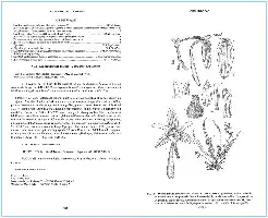 Description d'une espèce botanique avec texte et illustrations en noir et blanc.