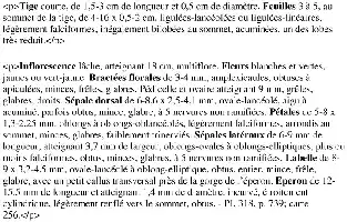 Tige courte, feuilles lancéolées, fleurs blanches et vertes, bractées florales, pédicelle, sépales et pétales décrits en détail.