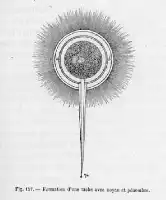 Description de l'image par IA : Illustration d'une tache solaire avec un noyau sombre et une pénombre.