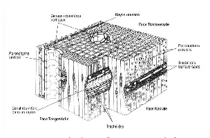 Description de l'image par IA : Figure 2 — Plan ligneux d’un résineux standard.