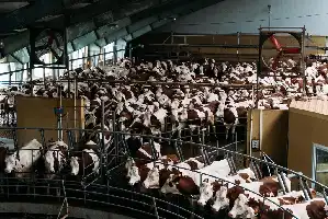 Description de l'image par IA : Vaches dans une étable, certaines allongées, d'autres debout.