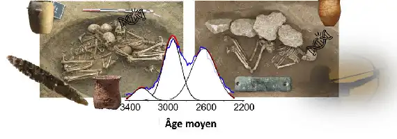 Description de l'image par IA : Squelettes et objets archéologiques, graphique de population sur 3400-2200 avant J.-C.