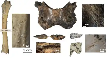 Description de l'image par IA : Des os d'animaux avec des marques d'outils en pierre des Dénisoviens.