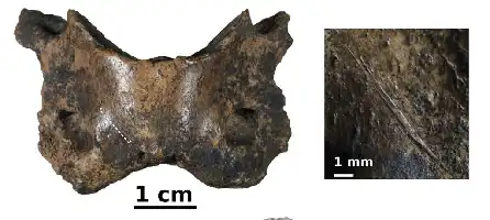 Description de l'image par IA : Os avec traces de découpe, zoom sur l'incision.