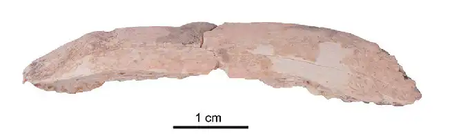 Description de l'image par IA : Morceau de côte dénisovienne en deux parties, environ 6 cm de long.