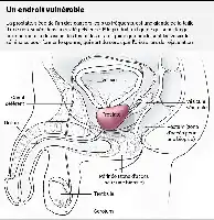 Description de l'image par IA : Illustration anatomique du système reproducteur masculin avec étiquetage des organes clés.