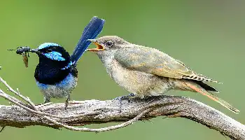 Description de l'image par IA : Deux oiseaux sur une branche, l'un bleu et noir, l'autre gris, le premier nourrit le second avec un insecte.