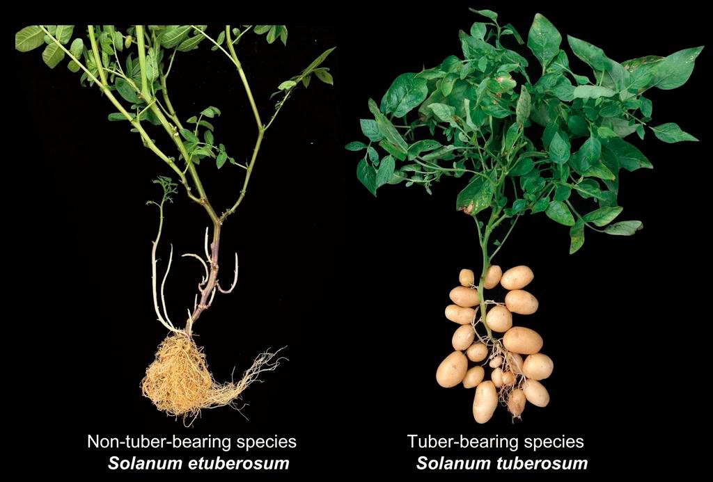 Description de l'image par IA : Deux plantes comparées : une sans tubercules (Solanum etuberosum) et une avec tubercules (Solanum tuberosum).